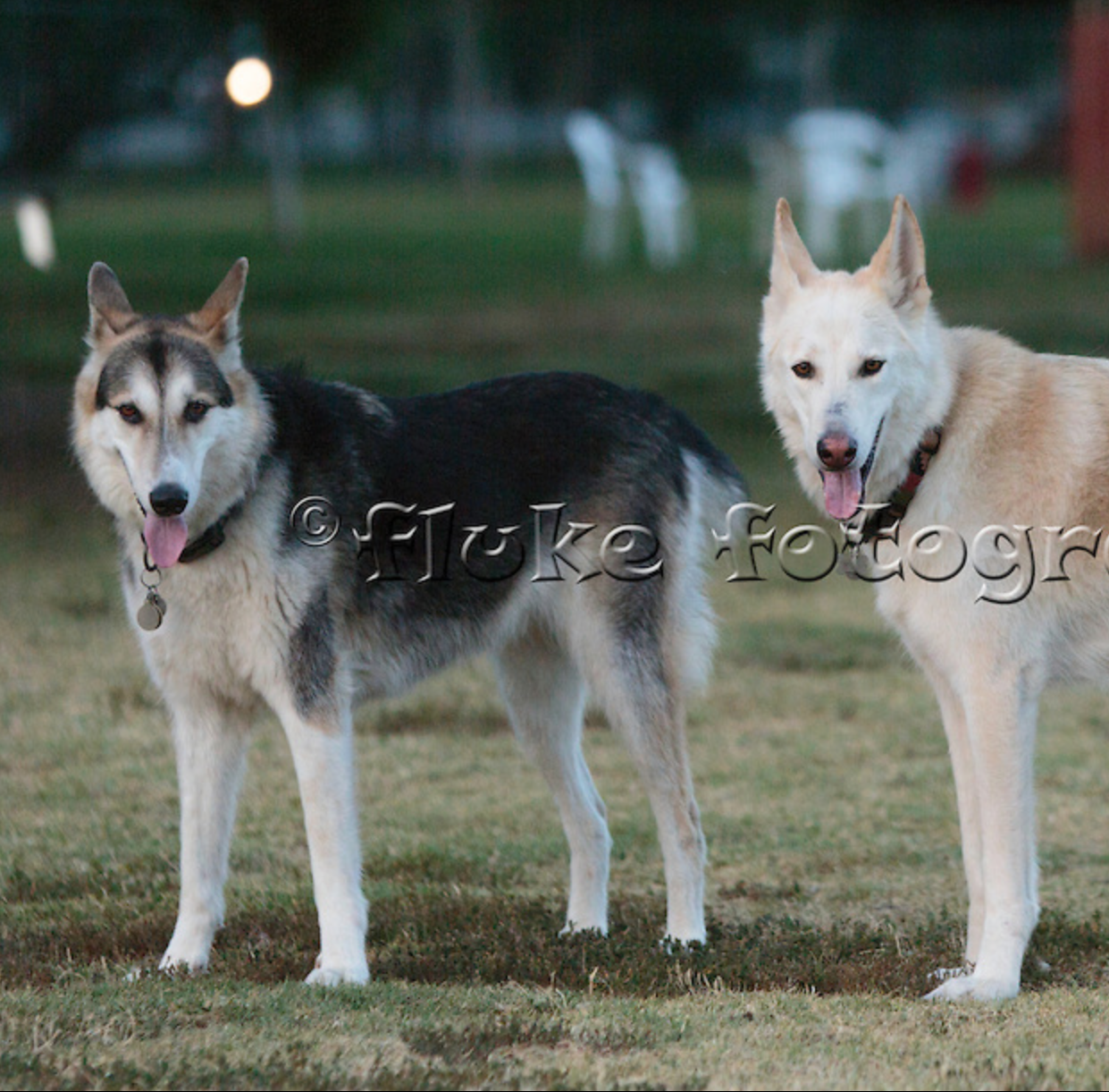 Buffy & Brutus have been singing a lot lately.  I’ll dose ya with one a day if i can.